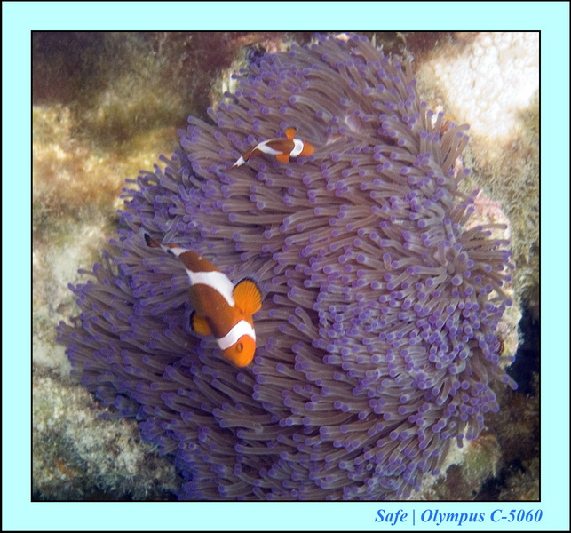 2006 - 07 - Perhentian - Plongee 215